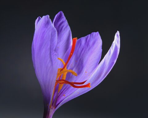 saffron inside of flower